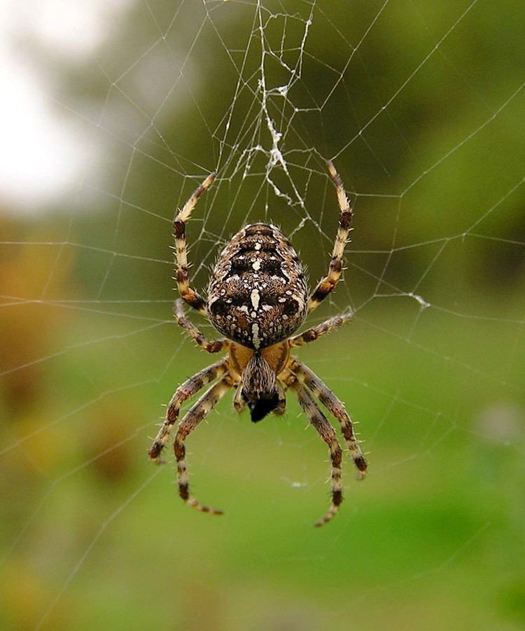 Araneus Alchetron The Free Social Encyclopedia