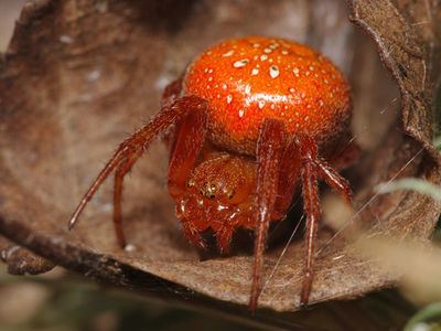 Araneus alsine Araneus alsine Wiki des SpinnenForums