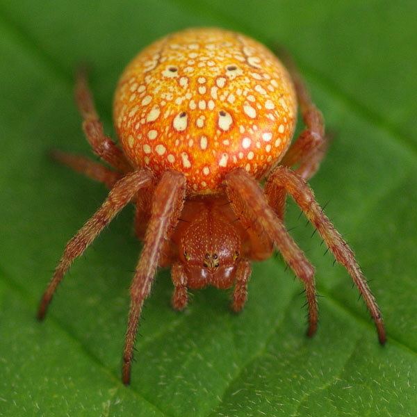 Araneus alsine Araneus alsine Orange Wheelweaving Spider arthropodafotosde