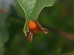 Araneus alsine Araneus alsine Wikipedia