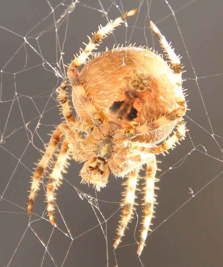 Araneus gemmoides Araneus gemmoides Wikipedia