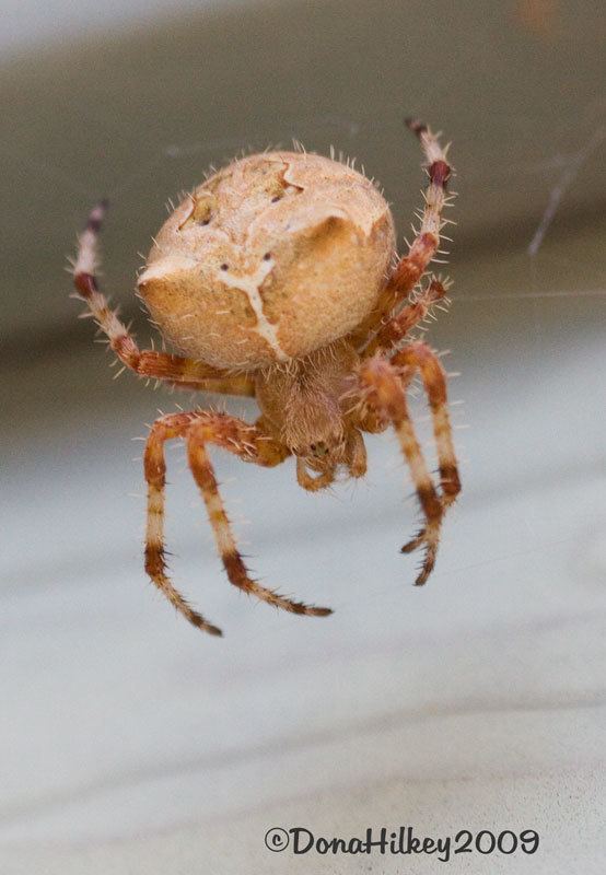 Araneus gemmoides CatFaced Spider Species Araneus gemmoides photo Hilkey39s Outdoor