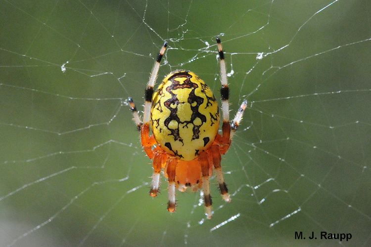 Araneus marmoreus A beautiful spider Marbled orb weaver ltigtAraneus marmoreuslti