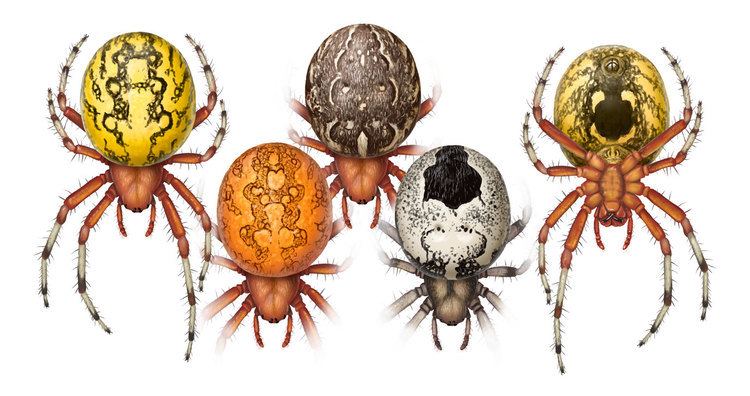 Araneus marmoreus Halloween Spider spidersrule
