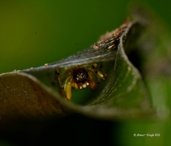 Araneus mitificus Kidney Garden Spider Defence and Prey Capture Bird Ecology Study