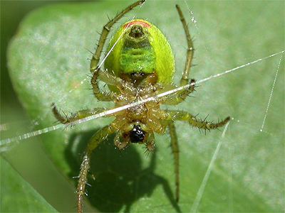 Araniella Araniella orbweavers