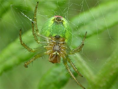 Araniella Araniella orbweavers