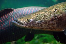 Arapaima Arapaima Wikipedia