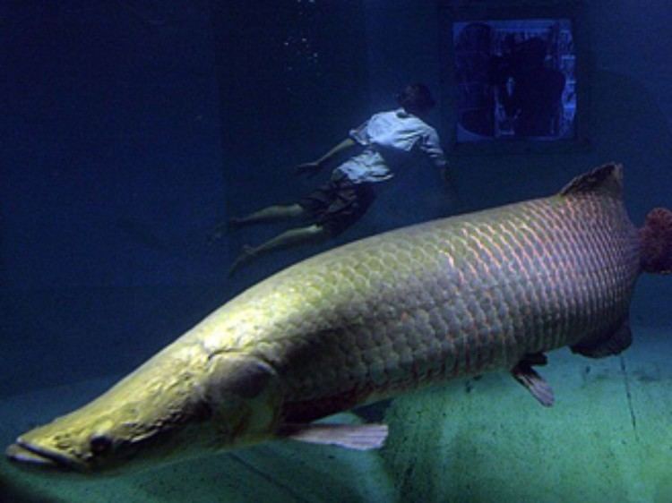 Arapaima Arapaimas Arapaima Pictures Arapaima Facts National Geographic