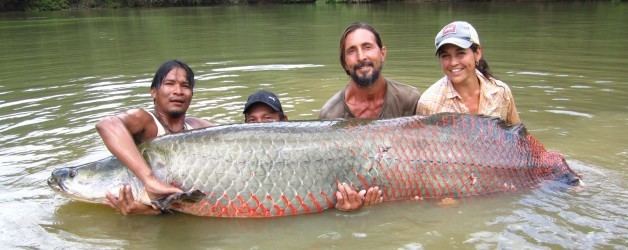 Arapaima Arapaima Conservation at Rewa Village Guyana Ecotourism