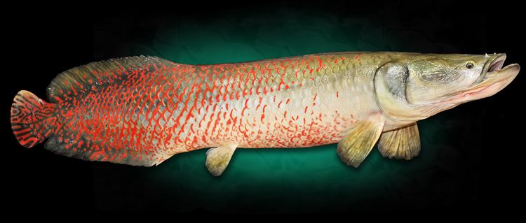 Arapaima Arapaima