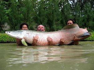 Arapaima Predator Fishing Arapaima all species MegaFishingThailand