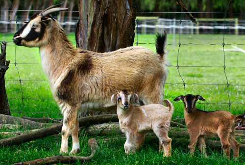 Arapawa goat Arapawa Goats Breed Standard