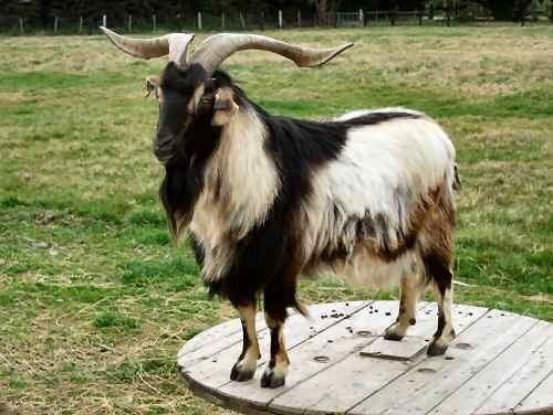 Arapawa goat The Arapawa Goat The Goat Guide Complete Goat Resource