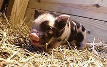 Arapawa pig httpsuploadwikimediaorgwikipediacommonsthu