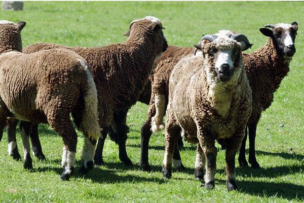 Arapawa sheep Sheep39s origins a mystery Stuffconz