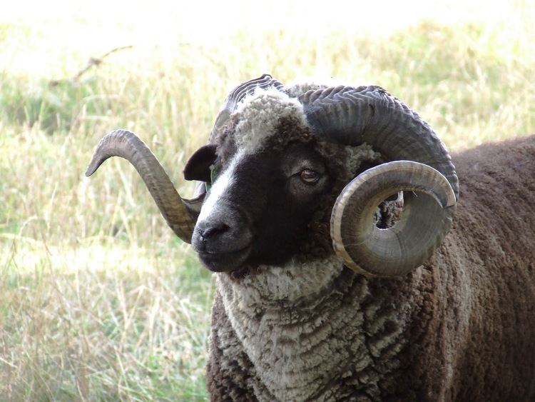 Arapawa sheep hangs by a thread Further notes on Arapawa sheep and their fleece