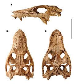 Araripesuchus Araripesuchus Wikipedia