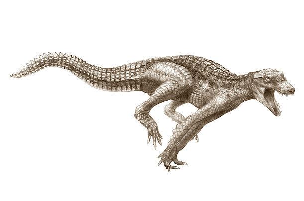 Araripesuchus DogCroc39 Araripesuchus