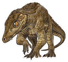 Araripesuchus httpsuploadwikimediaorgwikipediacommonsthu