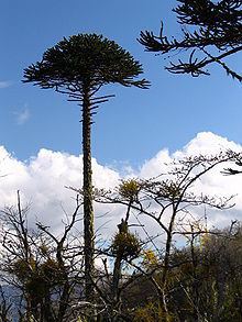 Araucaria araucana httpsuploadwikimediaorgwikipediacommonsthu