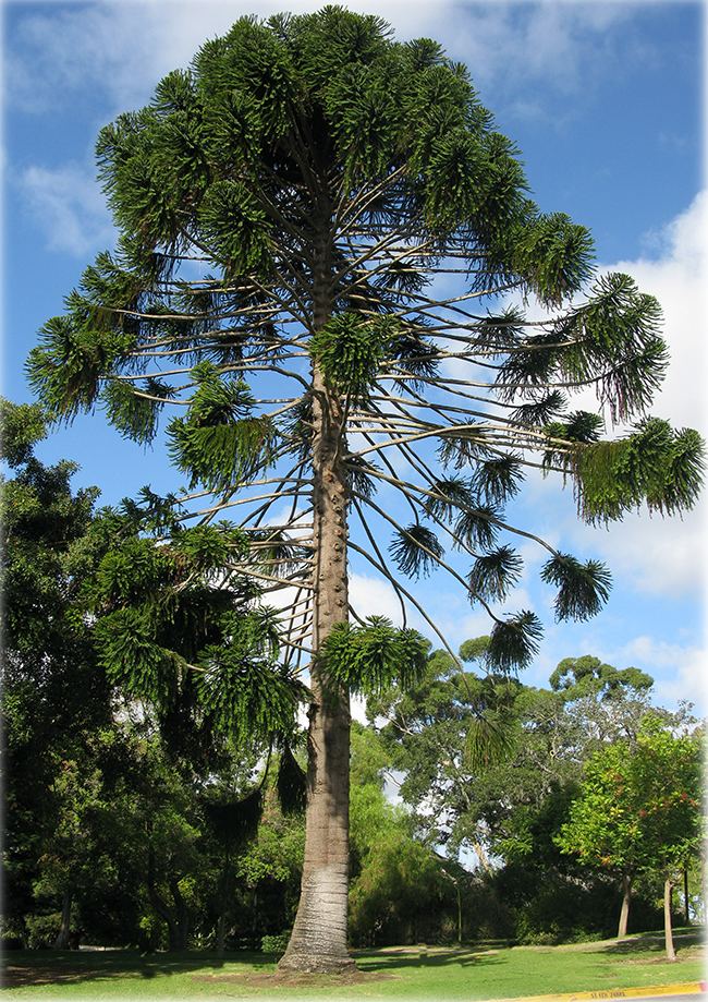 Araucaria bidwillii UFEI SelecTree A Tree Selection Guide