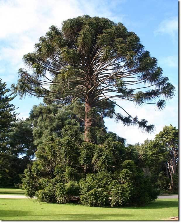 Araucaria bidwillii The BunyaBunya Pine Araucaria bidwillii