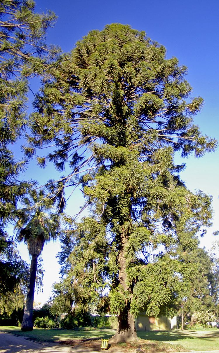 Araucaria bidwillii httpsuploadwikimediaorgwikipediacommons44