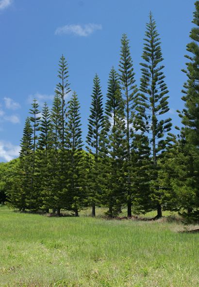 Araucaria columnaris Araucaria columnaris Cook Pine New Caledonia Pine Cook Araucaria