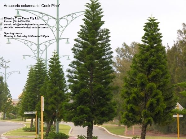 Araucaria columnaris Araucaria columnaris 39Cook Pine39 Ellenby Tree Farm
