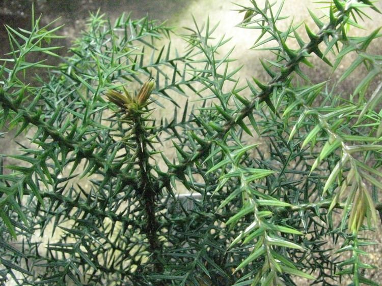 Araucaria cunninghamii Araucaria cunninghamii var glauca Araucariaceae Hoop pine