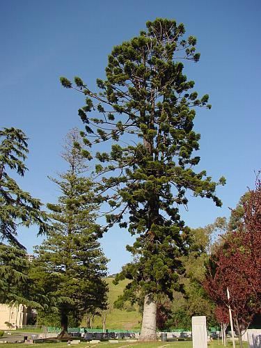Araucaria cunninghamii Araucaria cunninghamii hoop pine description