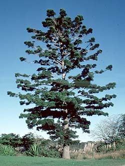 Araucaria cunninghamii Australian Conifers