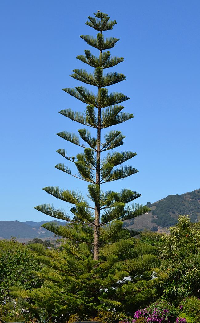 Araucaria heterophylla UFEI SelecTree A Tree Selection Guide