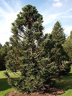 Araucaria humboldtensis httpsuploadwikimediaorgwikipediacommonsthu