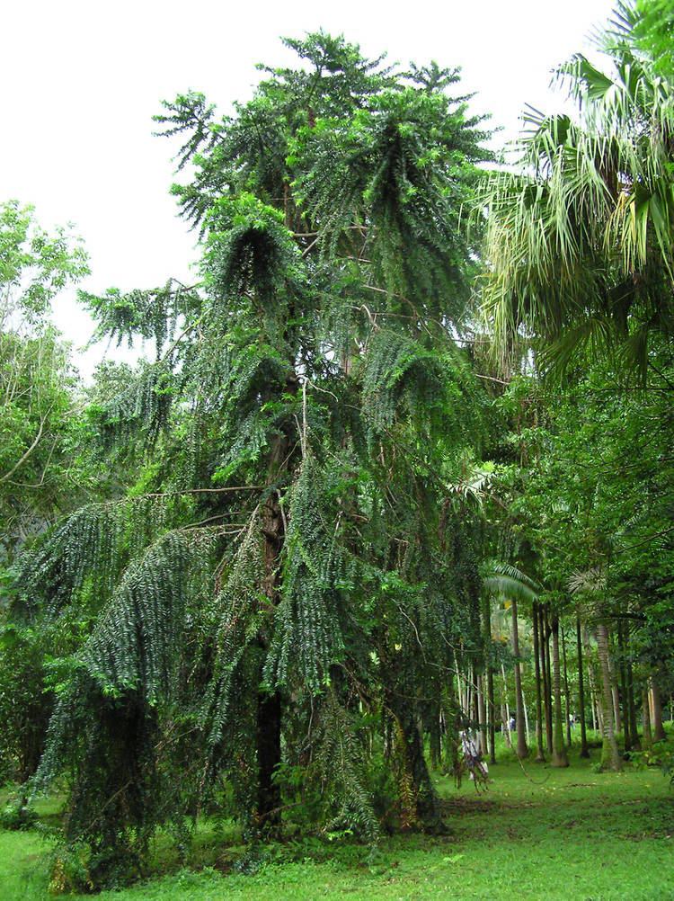 Araucaria hunsteinii Araucaria hunsteinii Klinki Pine TROPICAL LOOKING PLANTS Other