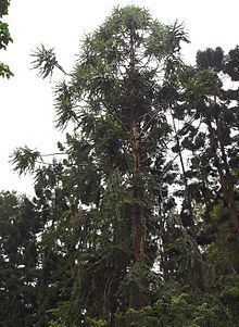 Araucaria hunsteinii httpsuploadwikimediaorgwikipediacommonsthu