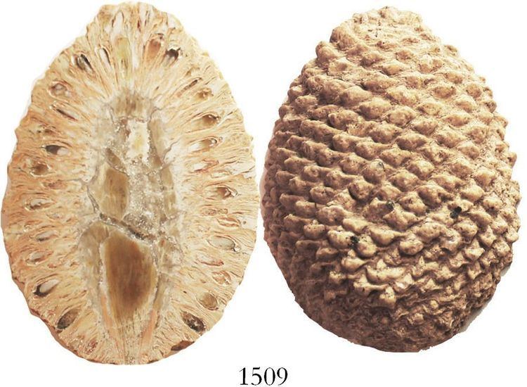 Araucaria mirabilis Fossilized pinecone araucaria mirabilis 160 million years old