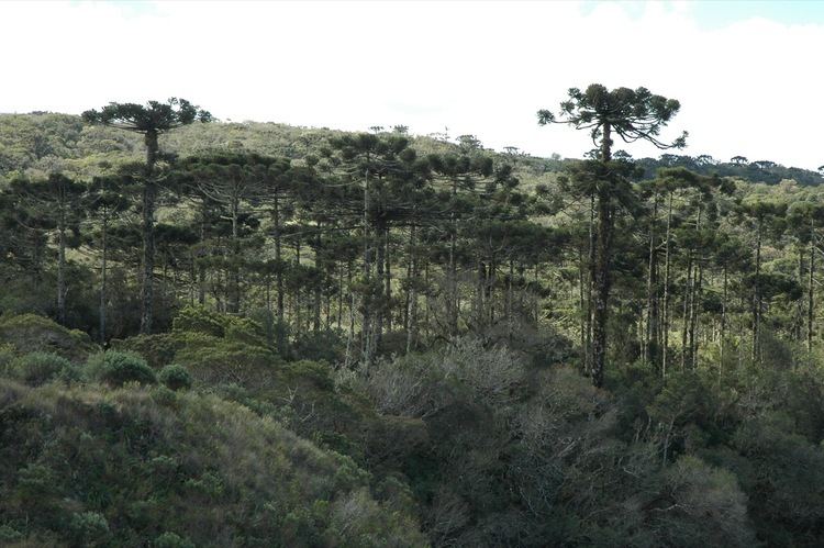 Araucaria moist forests httpsuploadwikimediaorgwikipediacommons88