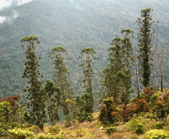 Araucaria montana Araucaria montana Threatened Conifers of the World