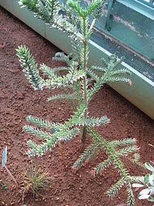 Araucaria montana httpsuploadwikimediaorgwikipediacommonsthu