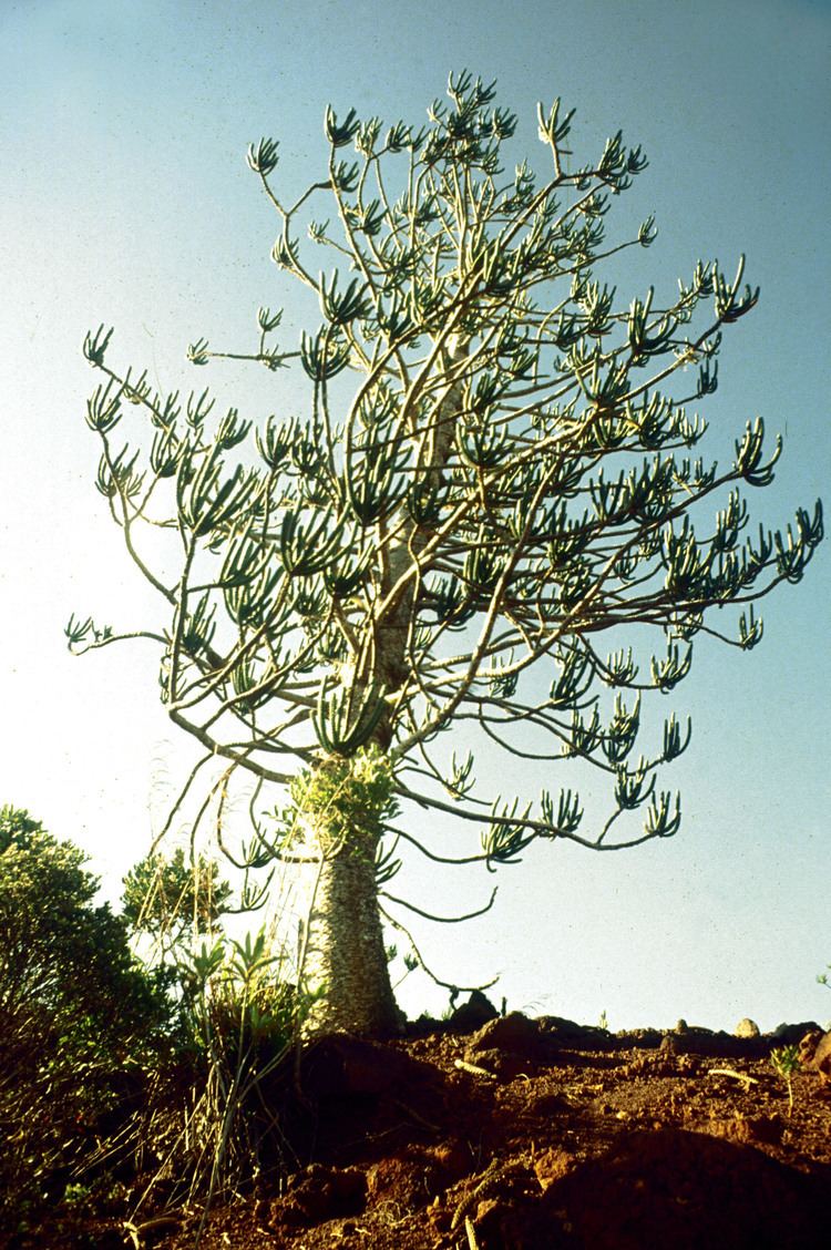 Araucaria rulei Araucariaceae Plants of New Caledonia