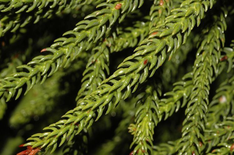 🔥 Araucaria mirabilis is an extinct species of coniferous tree. This  araucaria is over a 100 million years old. 🔥 : r/NatureIsFuckingLit