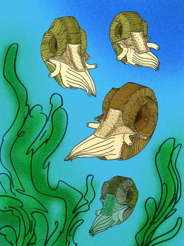 Araxoceratidae