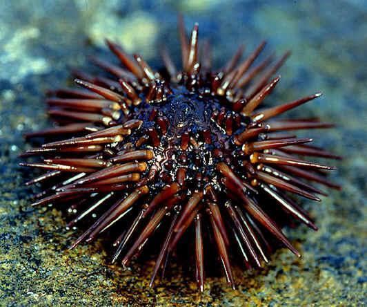 Arbacia Global Species Arbacia punctulata purplespined sea urchin