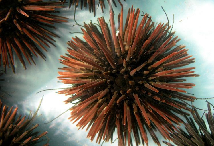 Arbacia punctulata Arbacia punctulata purple sea urchin Borrowed from the s Flickr