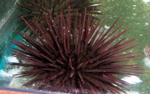 Arbacia punctulata Purple Sea Urchin Atlantic City Aquarium