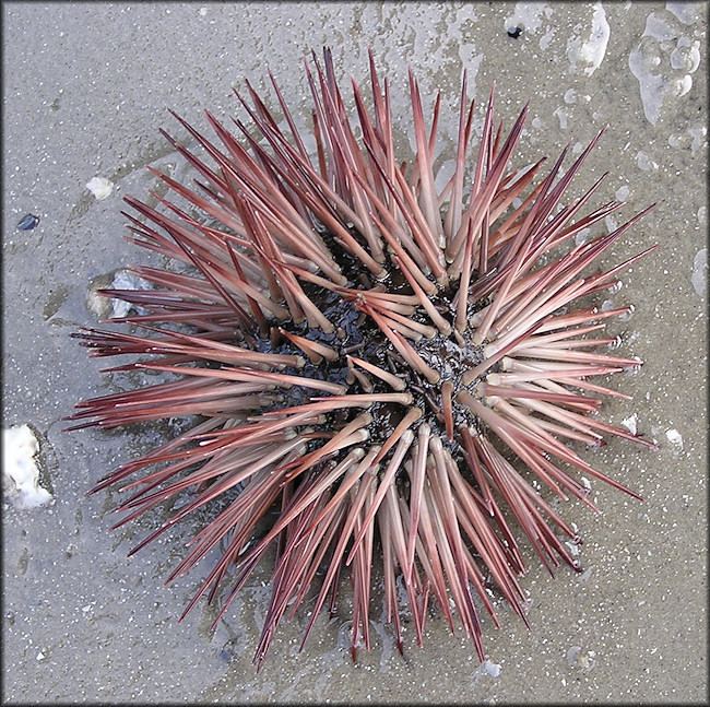 Arbacia punctulata Arbacia punctulata Lamarck 1816 Purplespined Sea Urchin