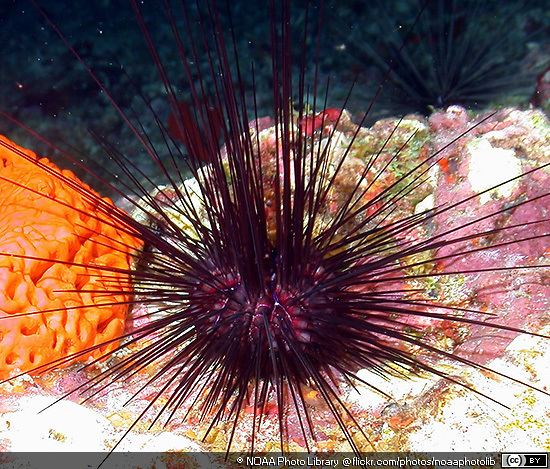 Arbacia punctulata Purple Sea Urchins Arbacia punctulata MarineBioorg