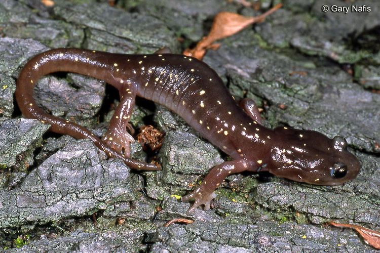 Arboreal salamander Identifying California Salamanders